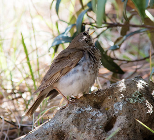 Hermit Thrush Catharus guttatus 