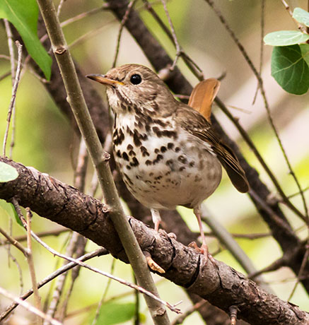Hermit Thrush Catharus guttatus 