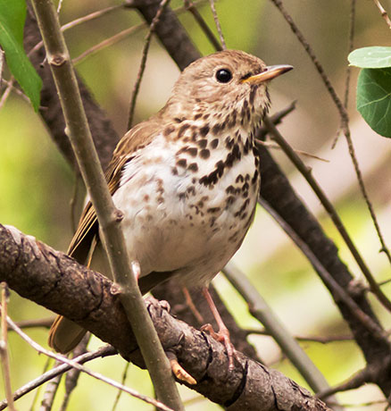 Hermit Thrush Catharus guttatus 