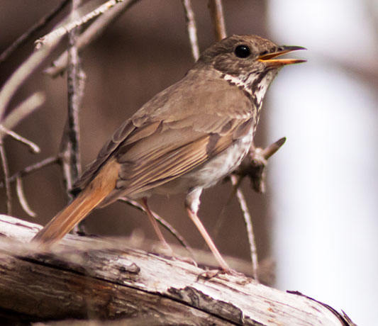 Hermit Thrush Catharus guttatus 