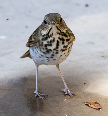 Hermit Thrush Catharus guttatus 