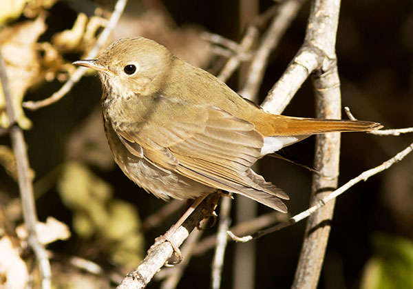 Hermit Thrush Catharus guttatus 
