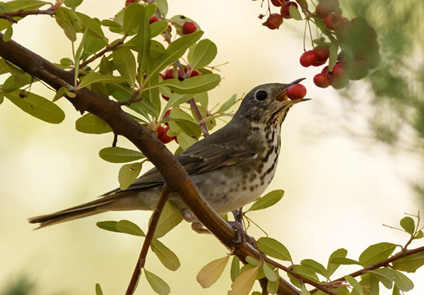 Hermit Thrush Catharus guttatus 