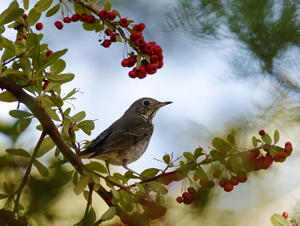 Hermit Thrush Catharus guttatus 