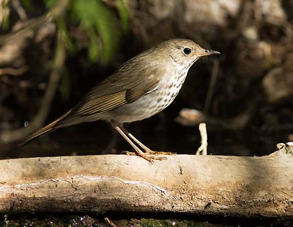 Hermit Thrush Catharus guttatus 
