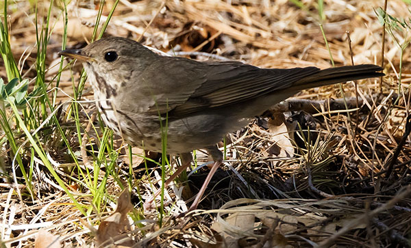 Hermit Thrush Catharus guttatus 