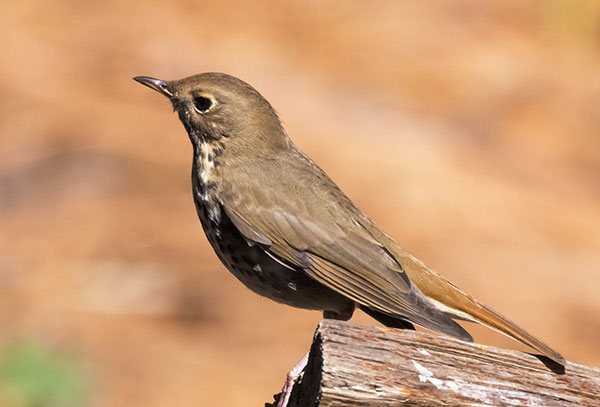 Hermit Thrush Catharus guttatus 