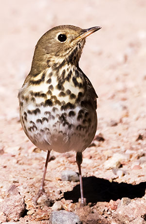 Hermit Thrush Catharus guttatus 
