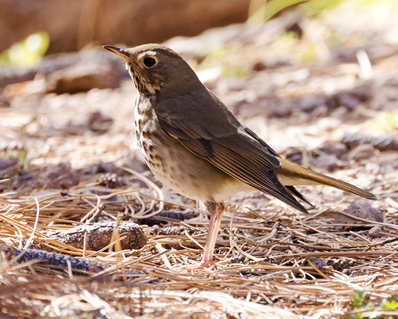 Hermit Thrush Catharus guttatus 