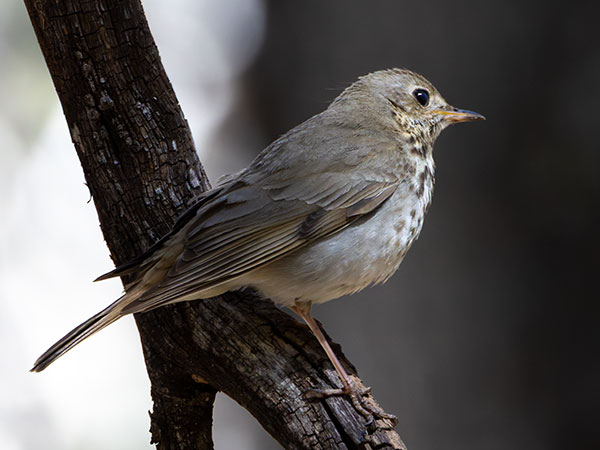 Hermit Thrush Catharus guttatus 