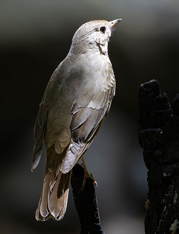 Hermit Thrush Catharus guttatus 