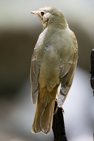 Hermit Thrush Catharus guttatus 