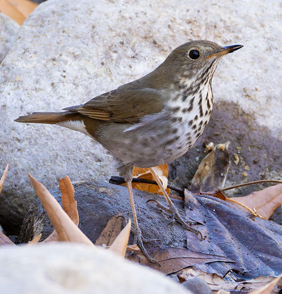 Hermit Thrush Catharus guttatus 