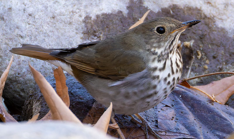 Hermit Thrush Catharus guttatus 