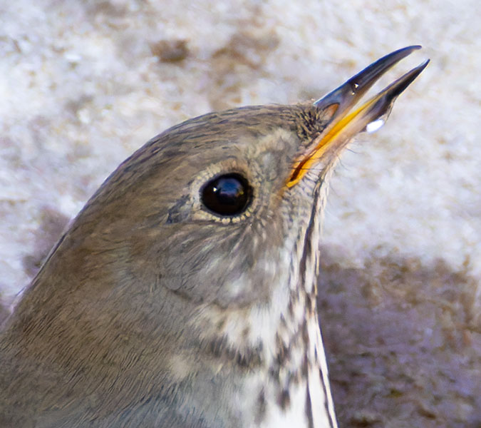 Hermit Thrush Catharus guttatus 