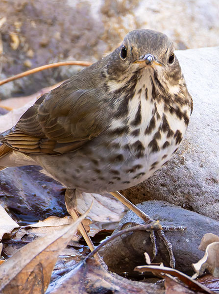 Hermit Thrush Catharus guttatus 