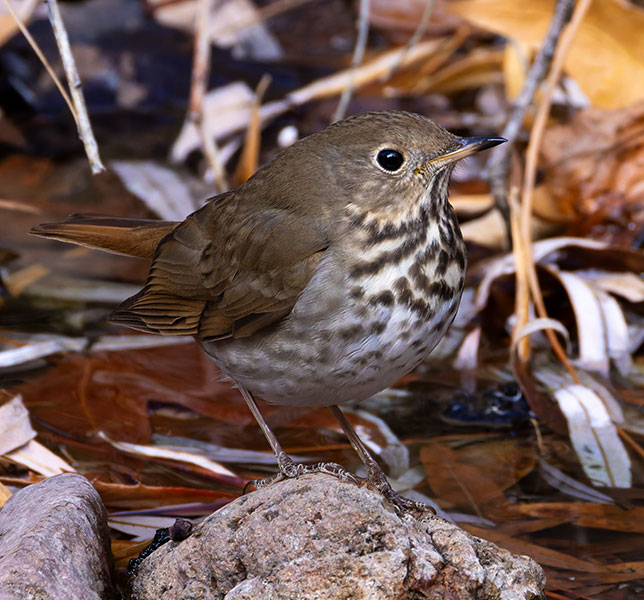 Hermit Thrush Catharus guttatus 