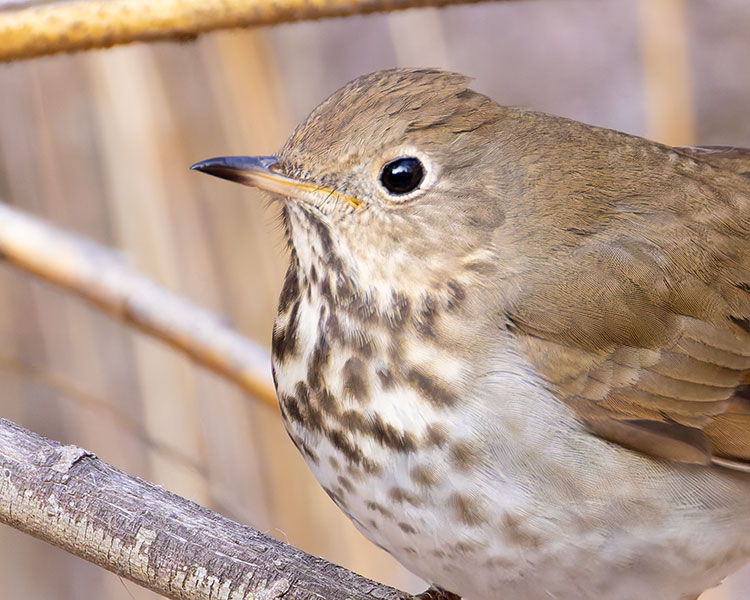 Hermit Thrush Catharus guttatus 