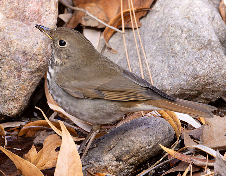 Hermit Thrush Catharus guttatus 