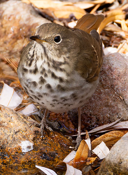 Hermit Thrush Catharus guttatus 