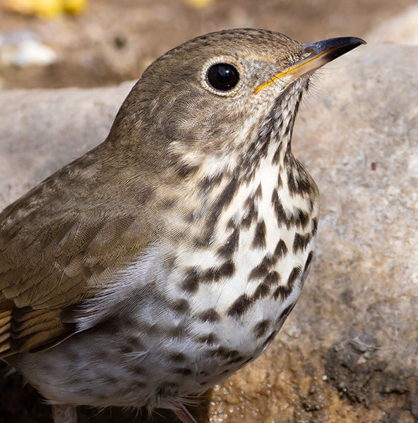 Hermit Thrush Catharus guttatus 