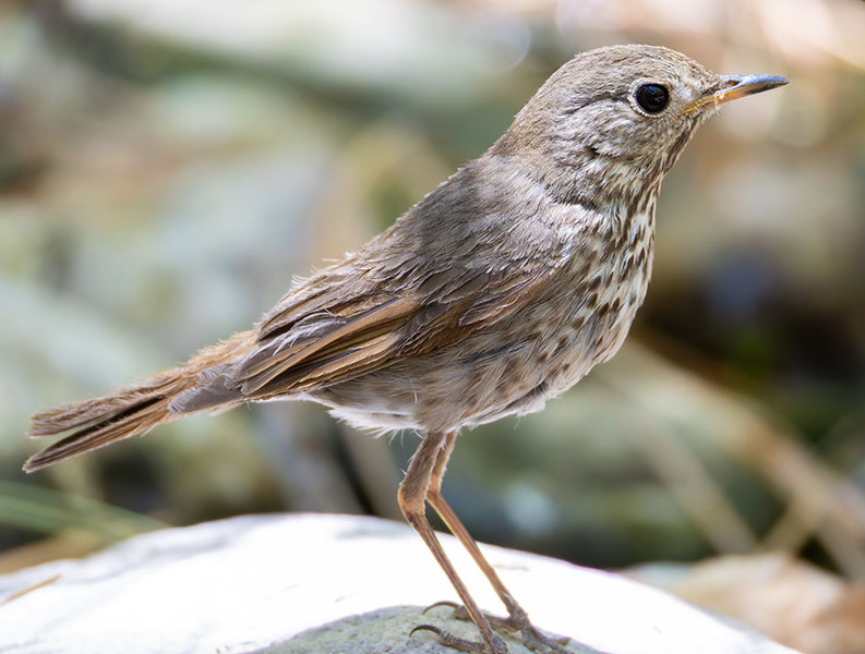 Hermit Thrush Catharus guttatus 