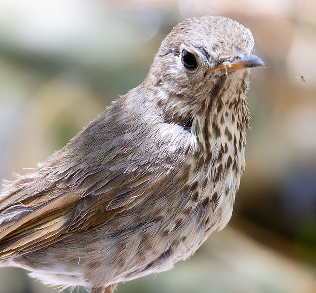 Hermit Thrush Catharus guttatus 