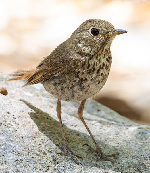 Hermit Thrush Catharus guttatus 