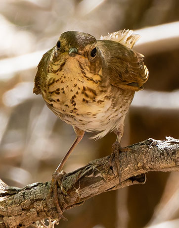 Swainson's Thrush Catharus ustulatus 