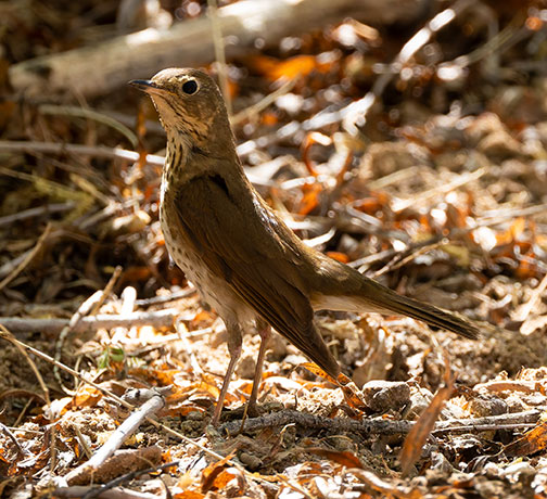 Swainson's Thrush Catharus ustulatus 