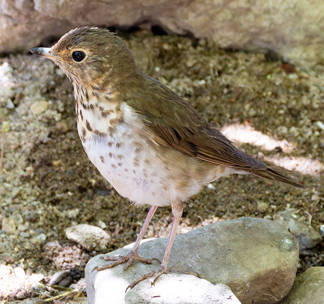 Swainson's Thrush Catharus ustulatus 