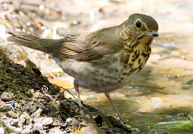 Swainson's Thrush Catharus ustulatus 