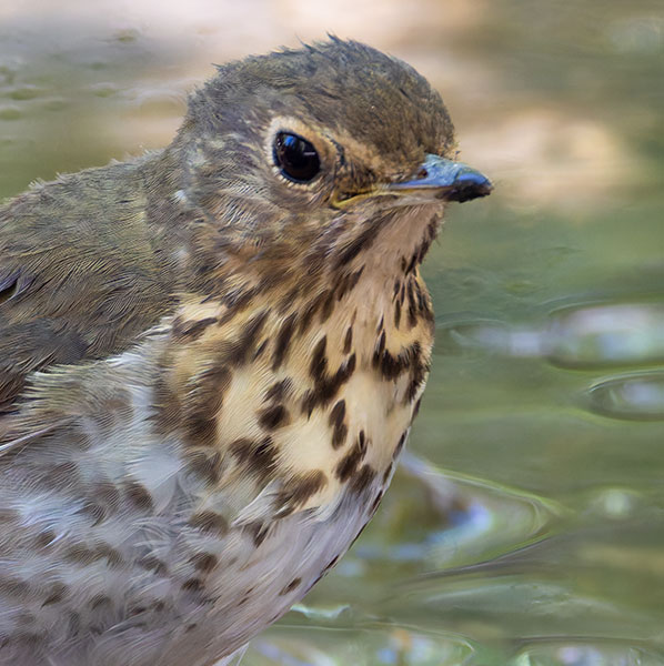 Swainson's Thrush Catharus ustulatus 