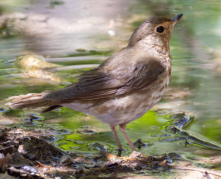 Swainson's Thrush Catharus ustulatus 