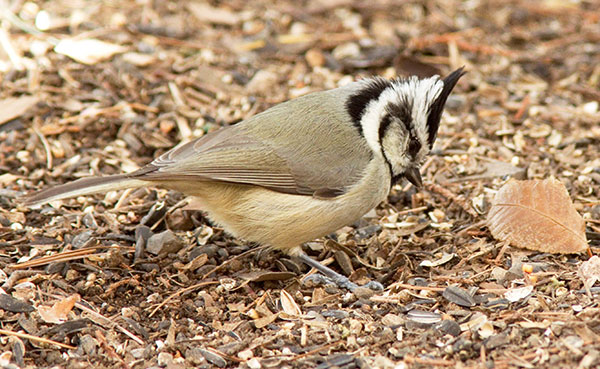 Bridled Titmouse Baeolophus wollweberi 