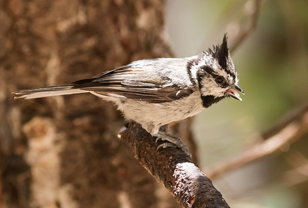 Bridled Titmouse Baeolophus wollweberi 