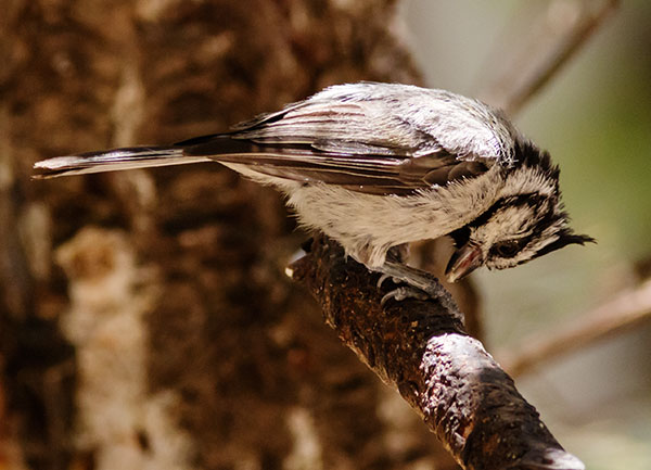 Bridled Titmouse Baeolophus wollweberi 