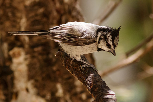 Bridled Titmouse Baeolophus wollweberi 