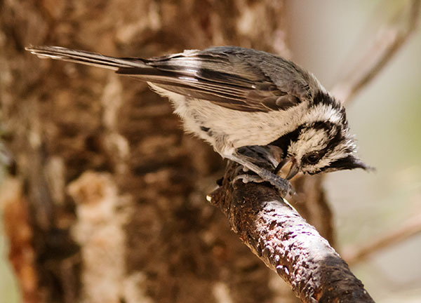 Bridled Titmouse Baeolophus wollweberi 