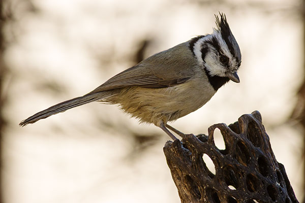 Bridled Titmouse Baeolophus wollweberi 