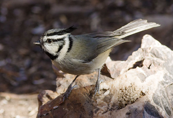 Bridled Titmouse Baeolophus wollweberi 