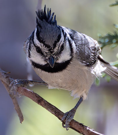 Bridled Titmouse Baeolophus wollweberi 