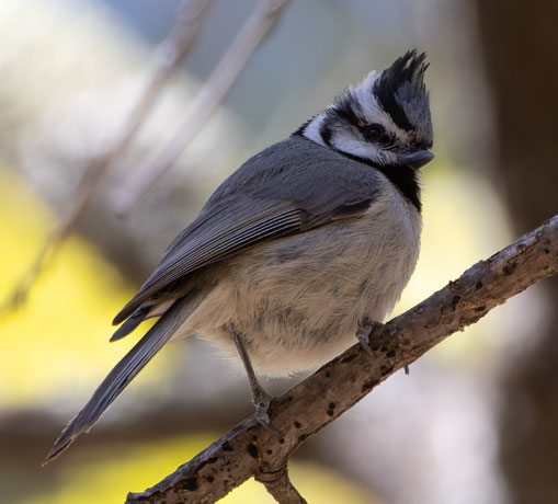 Bridled Titmouse Baeolophus wollweberi 