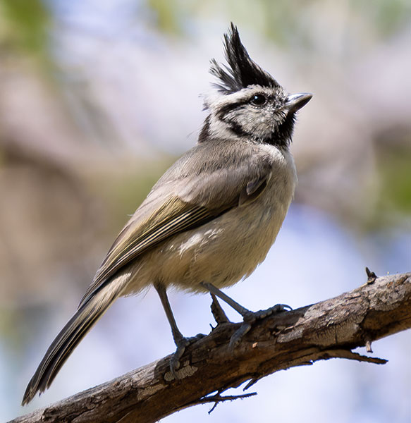 Bridled Titmouse Baeolophus wollweberi 