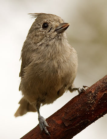 Juniper Titmouse Baeolophus ridgwayi