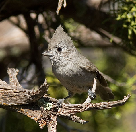 Juniper Titmouse Baeolophus ridgwayi
