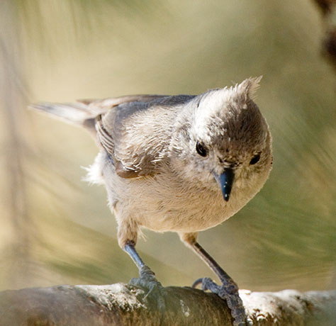 Juniper Titmouse Baeolophus ridgwayi