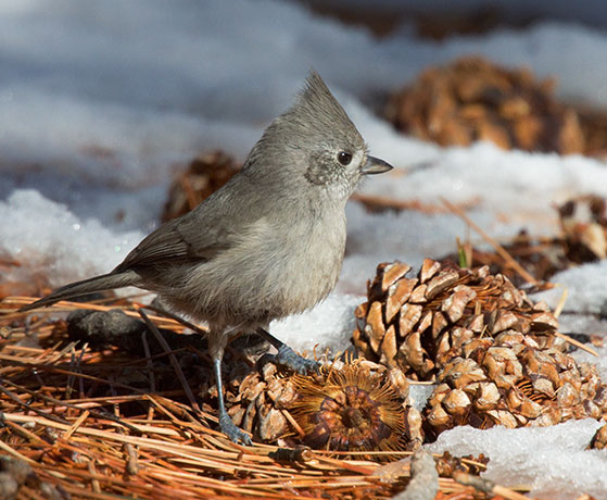 Juniper Titmouse Baeolophus ridgwayi