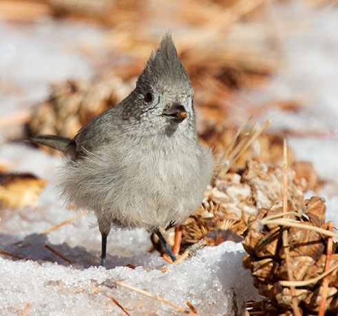 Juniper Titmouse Baeolophus ridgwayi