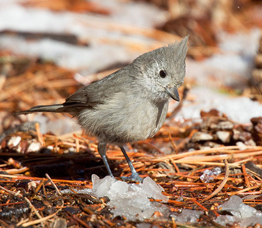 Juniper Titmouse Baeolophus ridgwayi